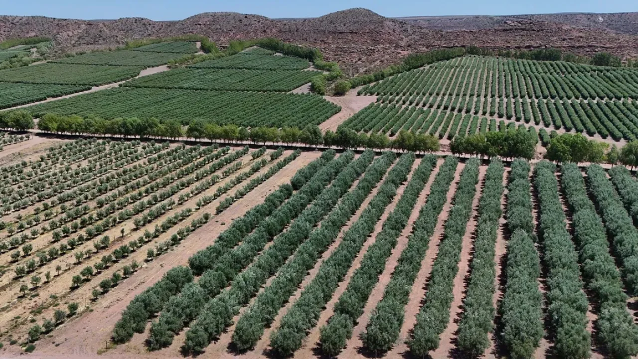 aceite-de-oliva-patagnico-conquista-italia-la-hist