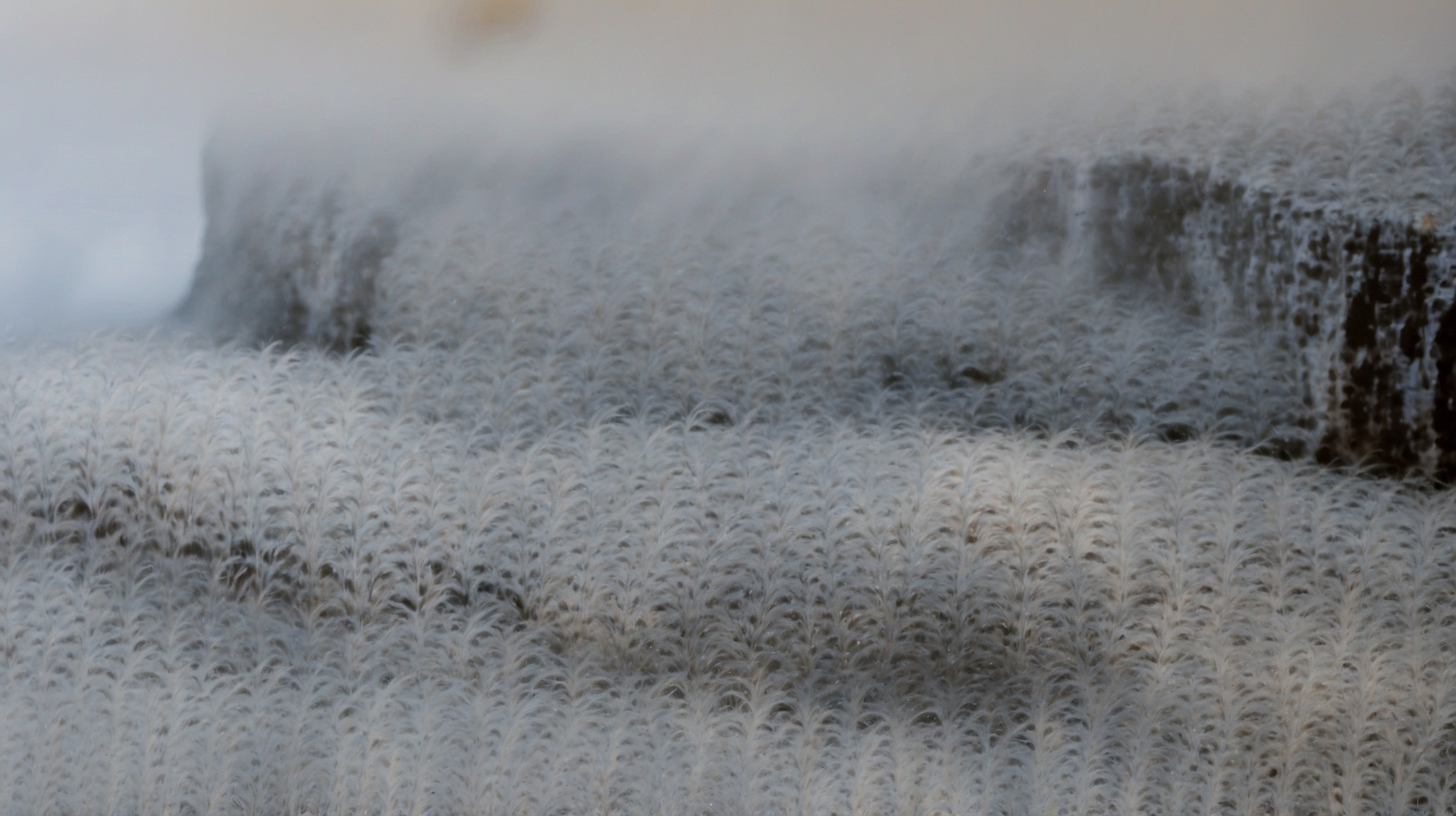 Antarctica’s “lost world”: What fossil clues suggest about its ancient forests