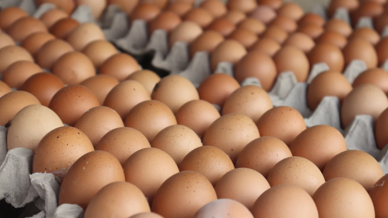 el-precio-de-los-huevos-se-desploma-en-eeuu-pero-l