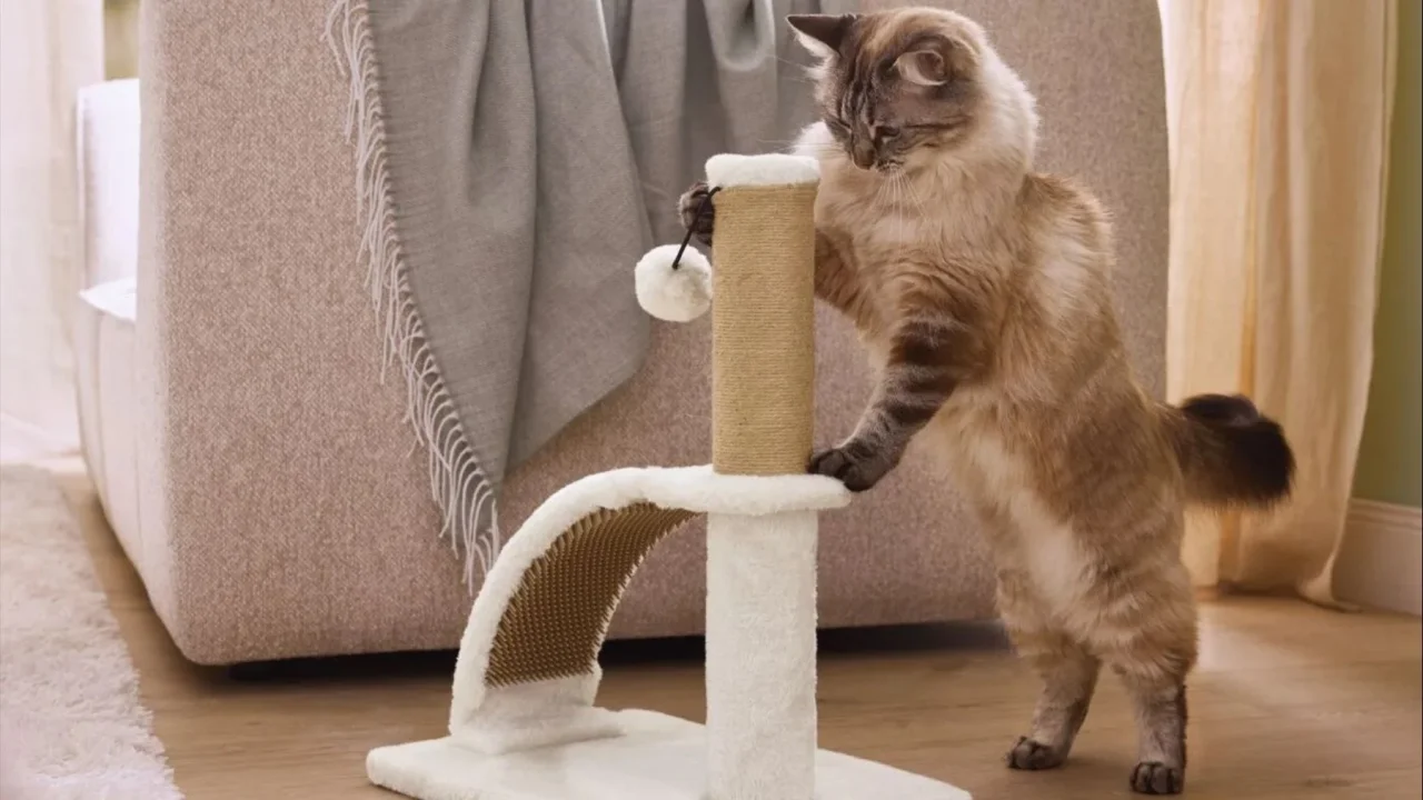 los-dueos-de-gatos-descubren-por-qu-este-rascador