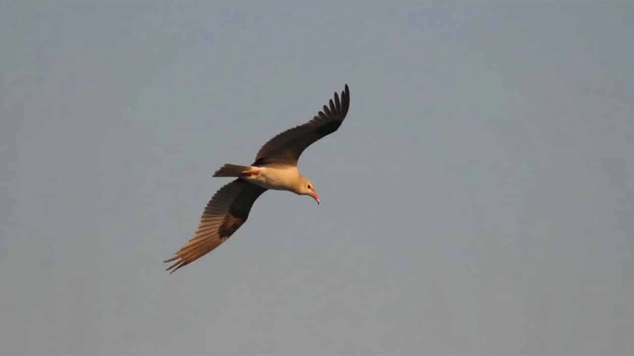 nordic-countries-discovered-this-simple-bird-prote