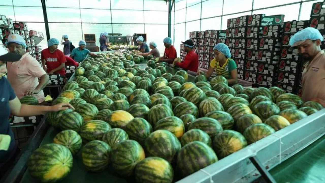 panama-melon-exports-hit-record-high-as-700-contai