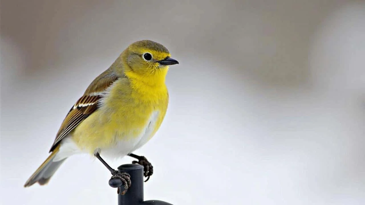 The forgotten food that keeps birds alive through freezing nights – wildlife experts were stunned