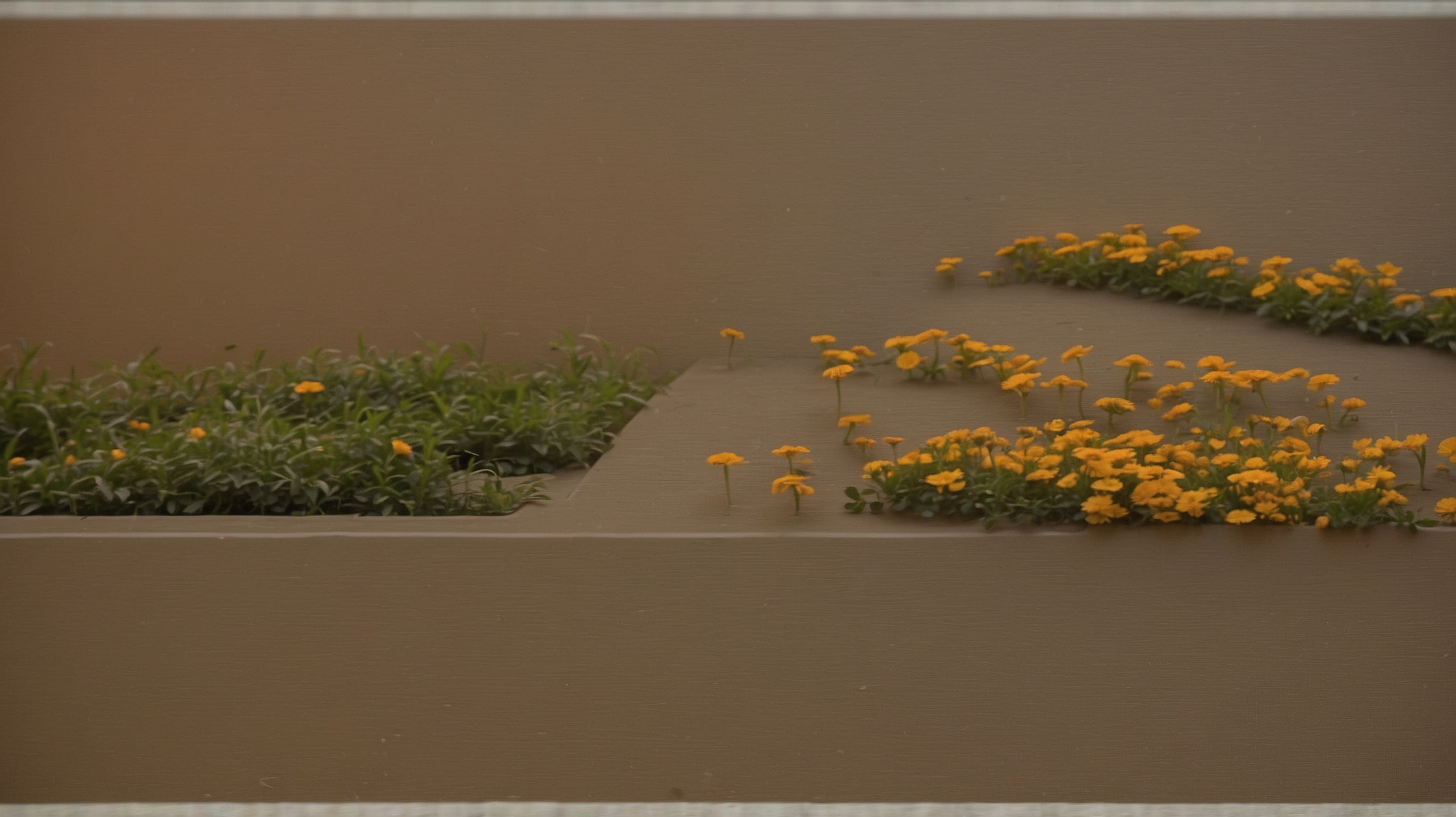 This Companion Plant Shields Your Vegetables From Pests Better Than Sprays—Here’s Why Gardeners Swear by It