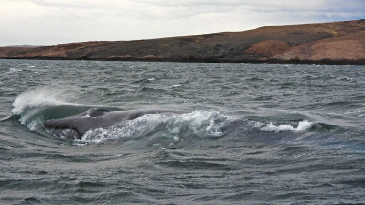una-ballena-azul-apareci-por-primera-vez-en-chubut