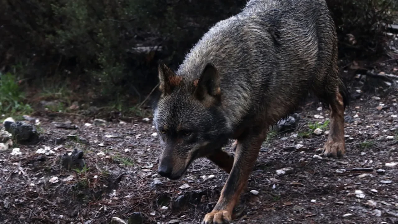 Una loba regresa a las montañas de Los Ángeles después de 100 años de ausencia