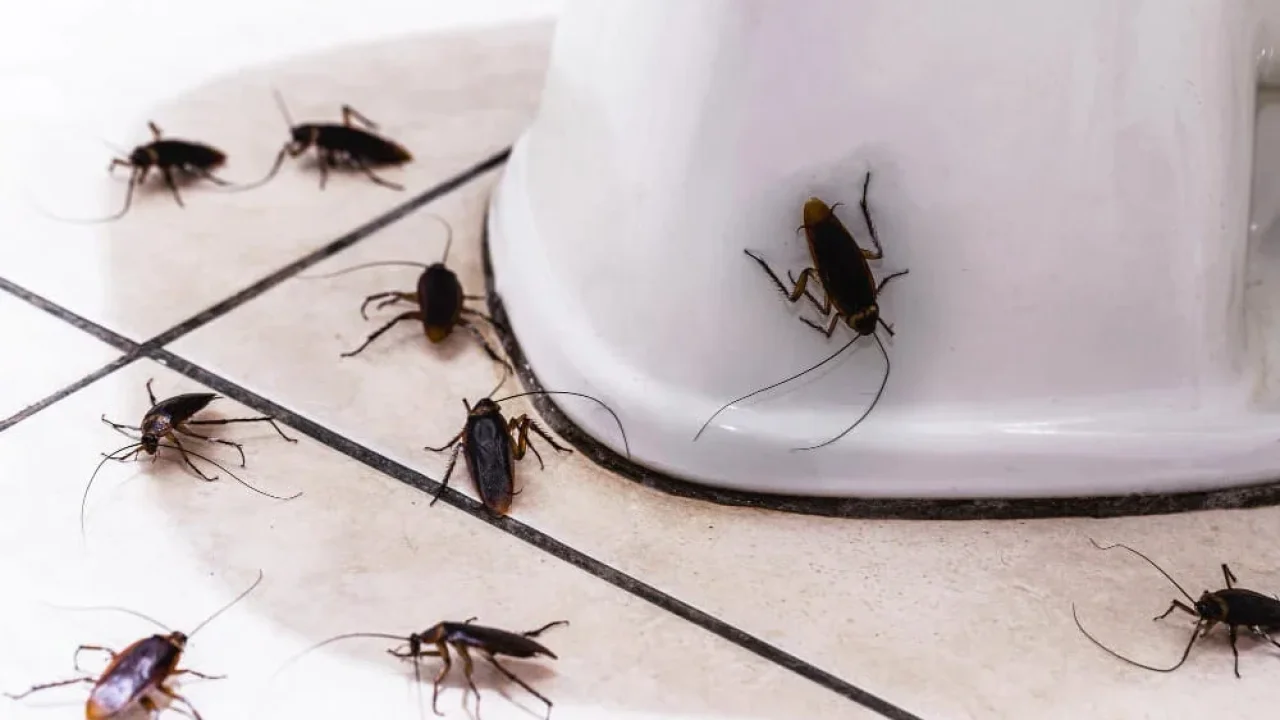 una-pareja-cobra-25000-tras-comprar-una-casa-de-30